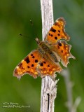 Comma 3